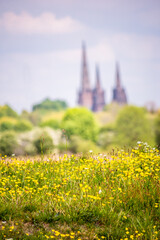 Buttercups in field with cathedral in the background