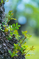 Fraxinus excelsior — known as the ash, or European ash or common ash, Herrería Forest, San...