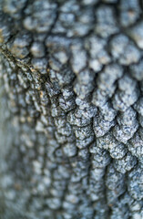 Fraxinus excelsior — known as the ash, or European ash or common ash, Herrería Forest, San...