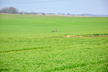 Braunes Reh auf freiem Feld