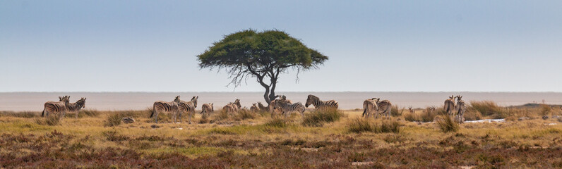Zebra Panorama