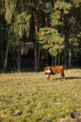Kuh dreht sich um zur Herde