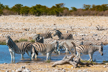 Fototapeta na wymiar Zebras Bath
