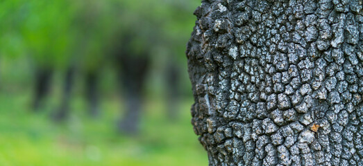 Fraxinus excelsior — known as the ash, or European ash or common ash, Herrería Forest, San...