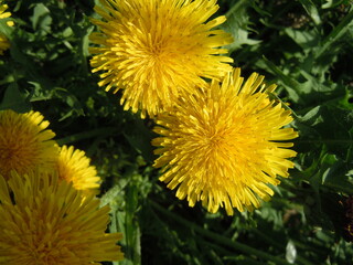 Obraz premium yellow dandelion flower