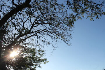 El sol en las ramas de un árbol