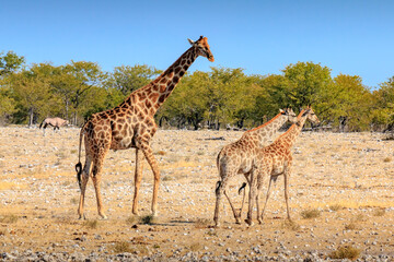 Giraffen Familie