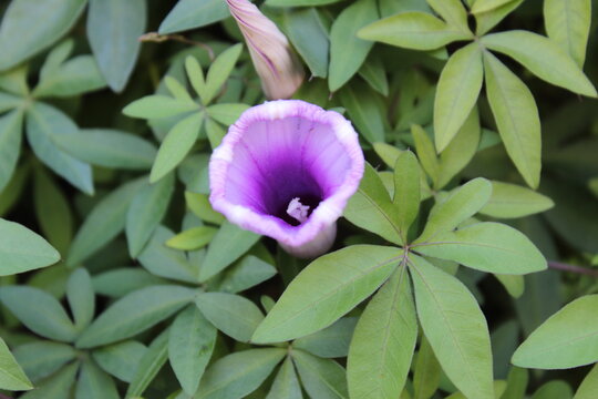 Petunia, florece entre sus hojas verdes 