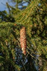 Fichtenzapfen mit Harz zwischen den grünen Zweigen einer Fichte (lat.: Picea Abies)
