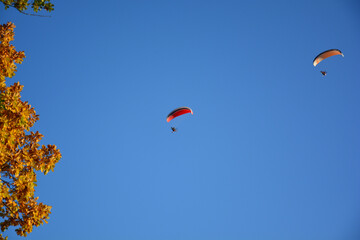 Zwei Paraglider fliegen mit ihren Gleitschirmen durch wolkenlosen, blauen Himmel ohne Wolken, im Vordergrund ein Baum mit braunen Herbstlaub