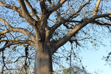 Árbol con ramas secas mirando el cielo