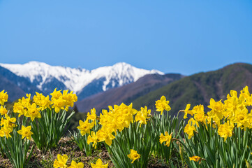 青空と雪山とスイセンの花