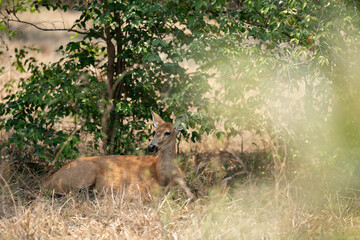 The Marsh deer (Blastocerus dichotomus)