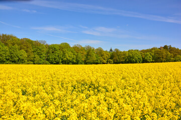 Obraz premium Rapsfeld in Franken