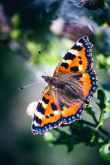 Small tortoiseshell butterfly on a flower