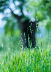 Fraxinus excelsior — known as the ash, or European ash or common ash, Herrería Forest, San...