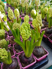 Beautiful Hyacinth in the greenhouse close-up Hyacinthus plant background