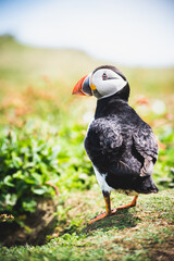 Atlantic puffin or common puffin