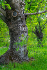 Fraxinus excelsior — known as the ash, or European ash or common ash, Herrería Forest, San...