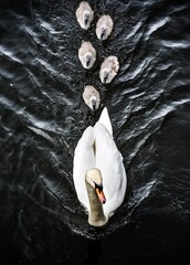 Family of swans - swan with cygnet © James
