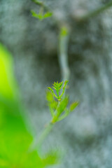 Fraxinus excelsior — known as the ash, or European ash or common ash, Herrería Forest, San...