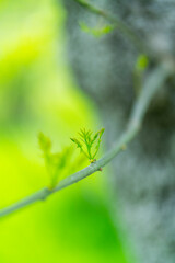 Fraxinus excelsior — known as the ash, or European ash or common ash, Herrería Forest, San...