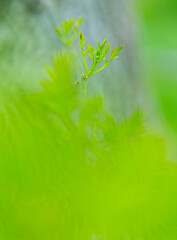 Fraxinus excelsior — known as the ash, or European ash or common ash, Herrería Forest, San...
