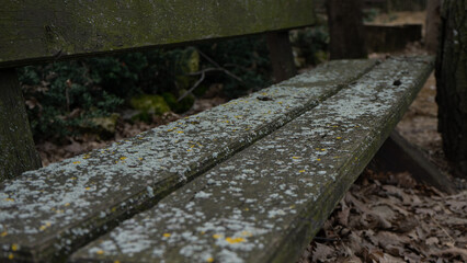 Wooden bench overgrown with moss in the park, rarely used, nature absorbs human creations