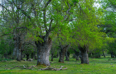 Fraxinus excelsior — known as the ash, or European ash or common ash, Herrería Forest, San...