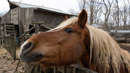 Obraz premium The horse is smiling, kind, brown. Farming, domestic animals.
