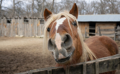 Fototapeta premium The horse is smiling, kind, brown. Farming, domestic animals.