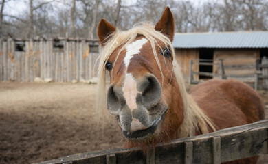 The horse is smiling, kind, brown. Farming, domestic animals.