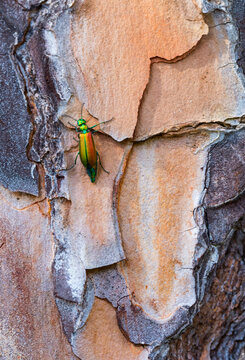 The blister beetles. CANT&Aacute;RIDA (Lytta vesicatoria),  Insectos, Artropodos, Coleoptero, Fauna, PINO PI&Ntilde;ONERO - Stone pine (Pinus pinea), Toledo, Castilla - La Mancha, Spain, Europe