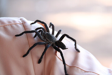 Spiders, one of the favorite foods of Cambodians