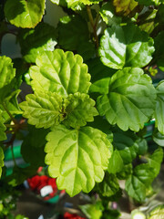 Home plants growing in the greenhouse close up