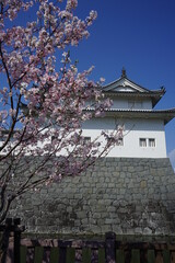 Fototapeta premium 春 駿府城