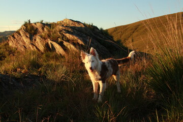 border collie