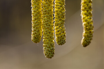 flourishing hazelnut tree