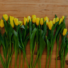 Bright fresh yellow tulips on wooden background. Many yellow tulips on wooden table. Bunch of flowers on the table. Row of tulips on wooden background.