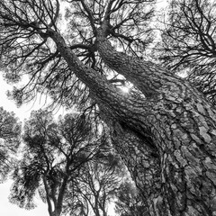 PINO PIÑONERO - Stone pine (Pinus pinea), is also called the Italian stone pine, umbrella pine and parasol pine, Toledo, Castilla - La Mancha, Spain, Europe