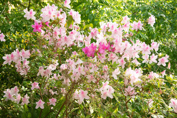 Azaleas blooming in the sunshine at the Ravine Gardens State Park