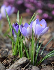 Violet crocuses closeup and erica flowers on background, spring in garden image