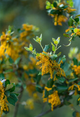 HOLM OAK - ENCINA (Quercus ilex), Escalona, Toledo, Castilla - La Mancha, Spain, Europe