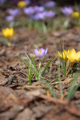 Sunny spring garden with crocuses