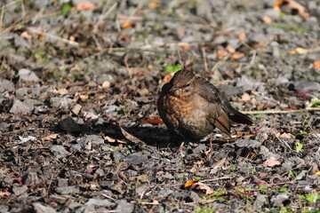 kleine Amsel sitzt im Garten