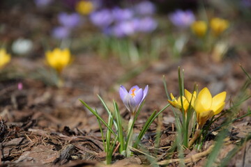 Sunny spring garden with crocuses