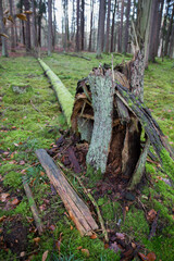 Forest landscape: a fallen tree in a pine forest in winter	
