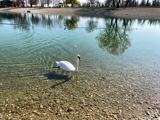 Swan walking on the lake, sunny day.