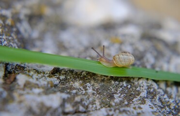 small snail on blade of grass