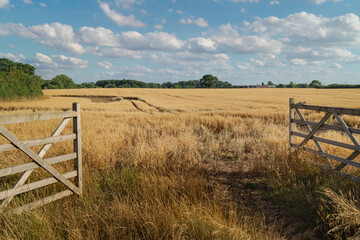 Open gate into agricultural landscape of oat field in summer, Beverley, Yorkshire, UK. - Powered by Adobe